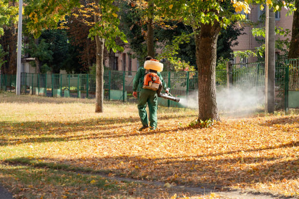 Best Termite Control Services  in Harbison Nyon, CA