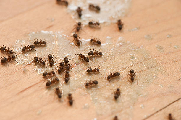 Best Flea Control Services  in Harbison Nyon, CA