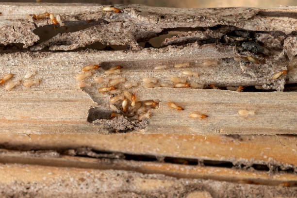 Best Bed Bug Extermination  in Harbison Nyon, CA