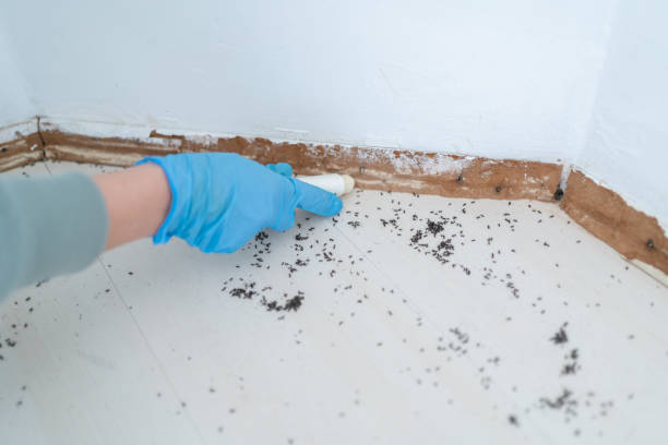 Best Exterminator Services  in Harbison Nyon, CA